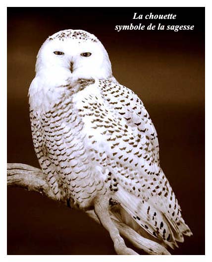 Chouette
